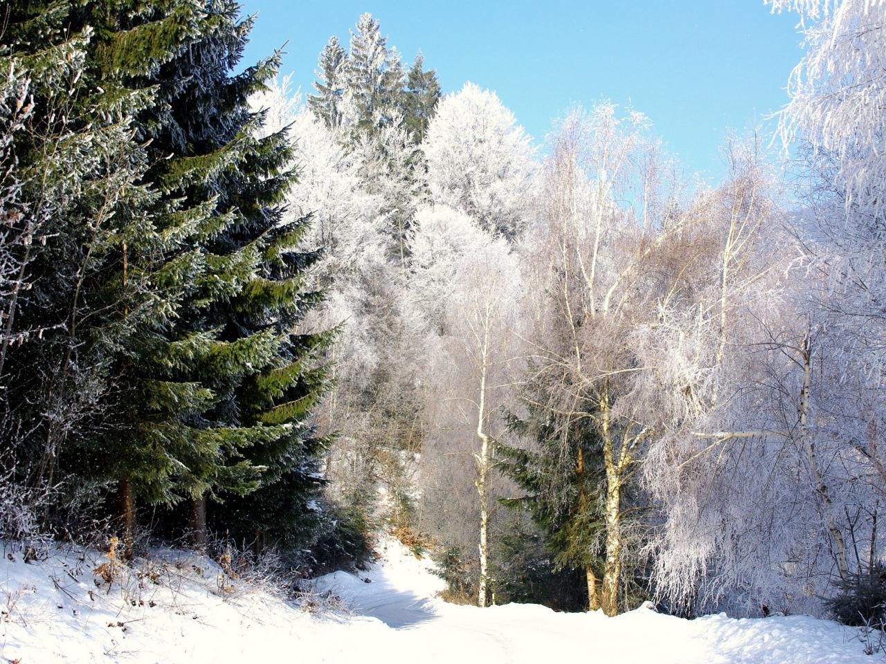 обои Деревья леса в инее, зимним днeм фото