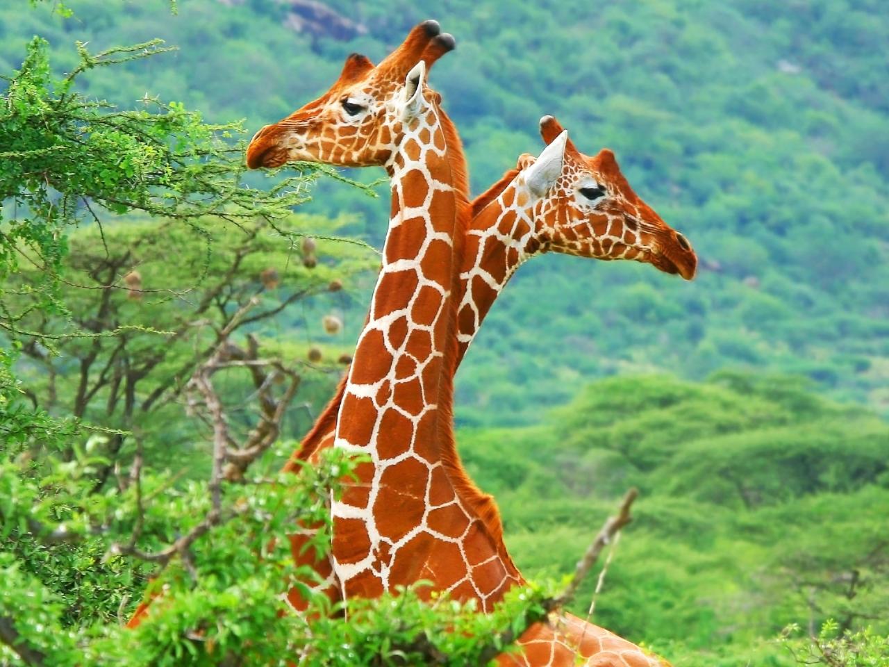 обои Два длинных пятнистых жирафа фото