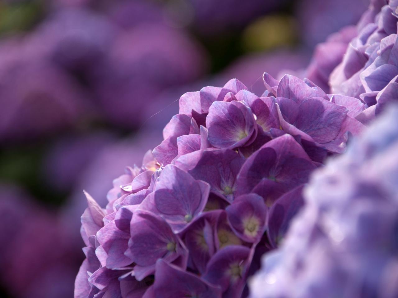 обои Фиолетовое цветение фото