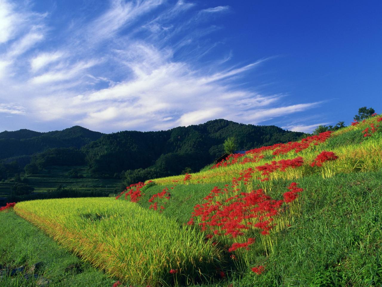 обои Огород на склоне с красными цветами фото