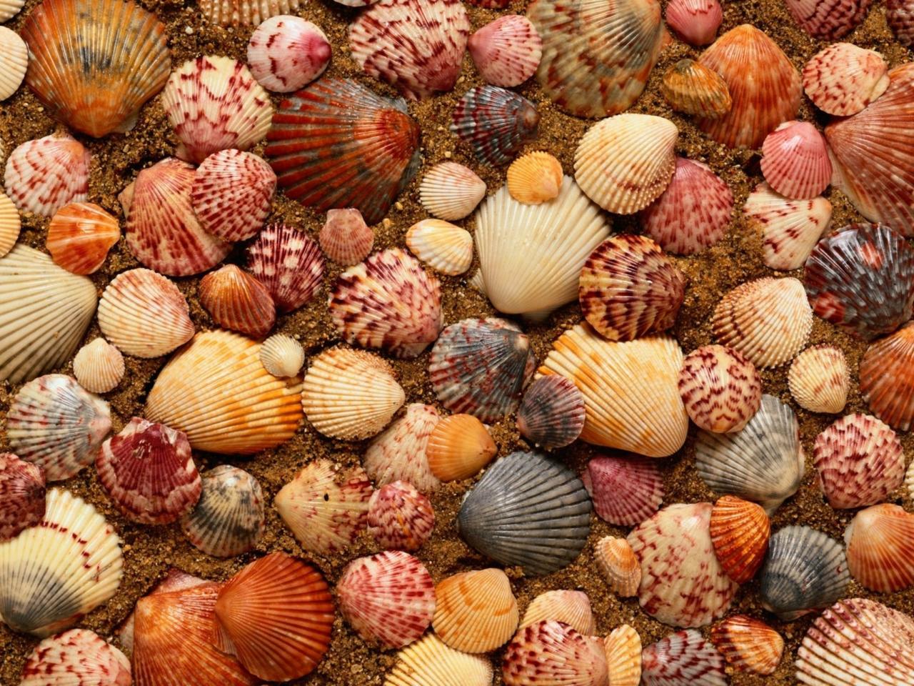 обои Разноцветные ракушки морские выложены на песке фото