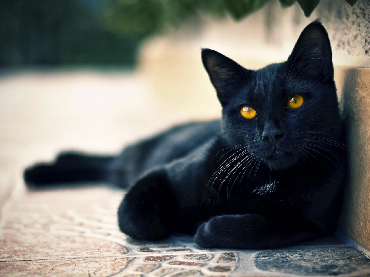 обои Взгляд черной кошки нa плитке тротуарной фото