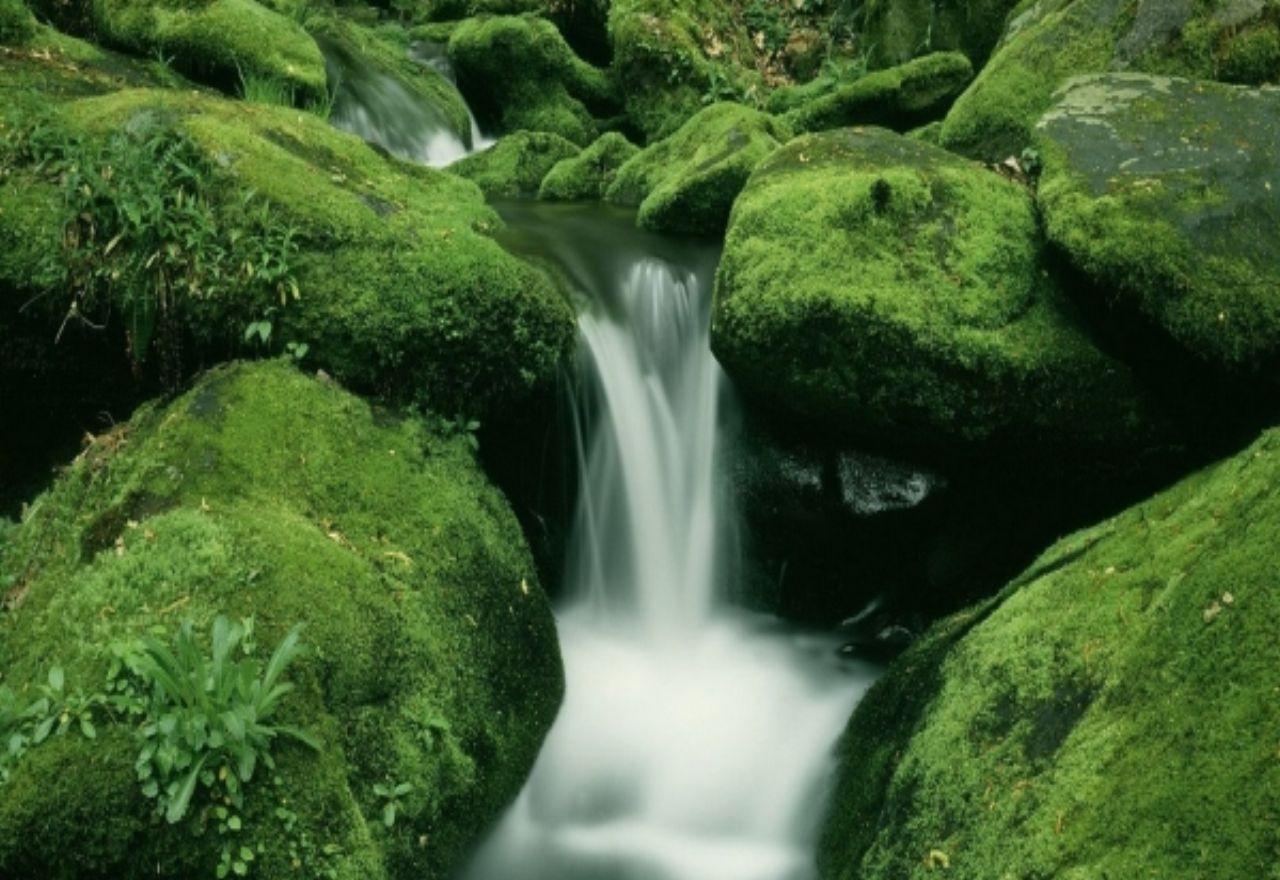 обои Летний ручеёк, среди зелёных камней, покрытых мхом фото