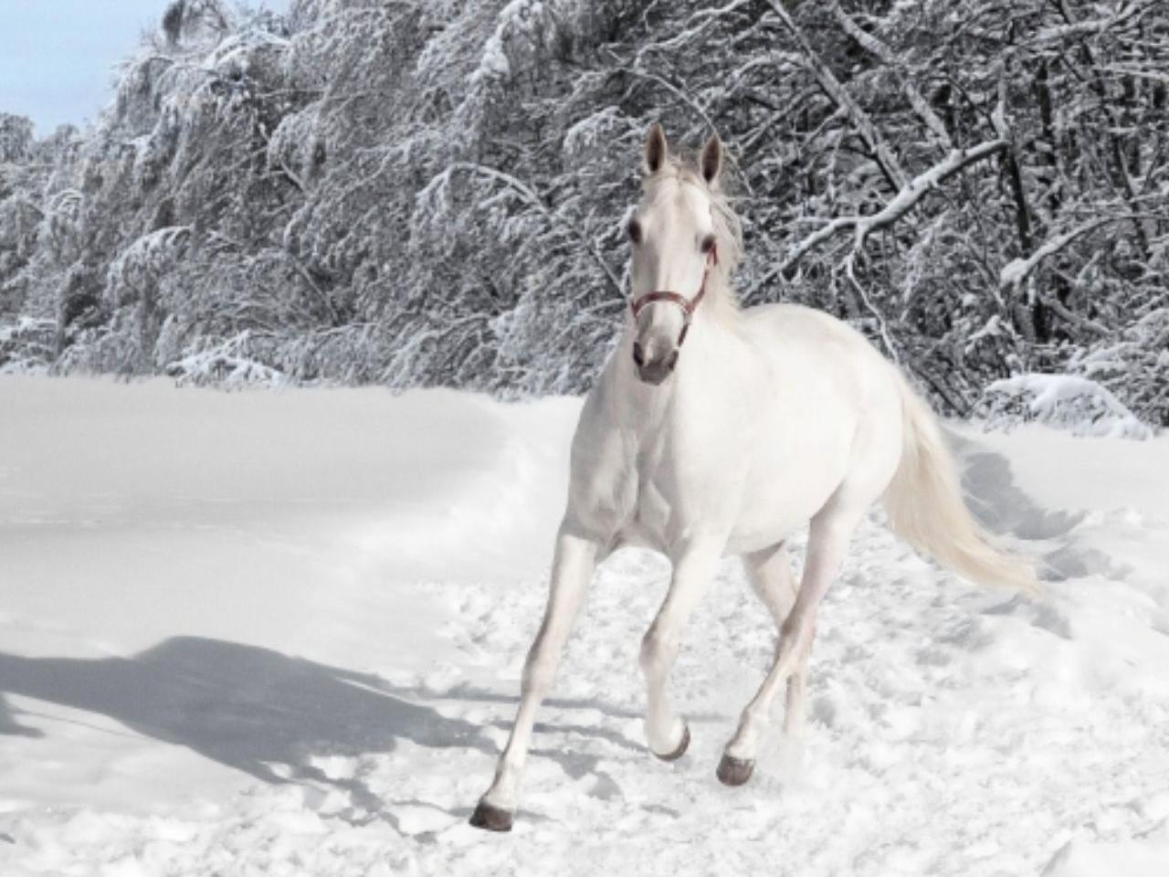 обои Белый конь и белый снег фото