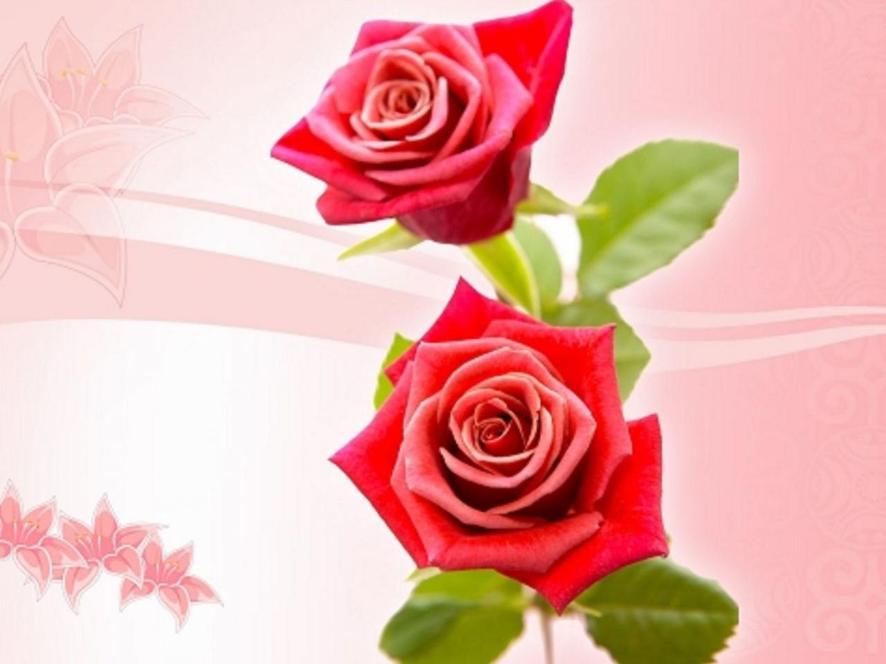 обои Две красных розы фото