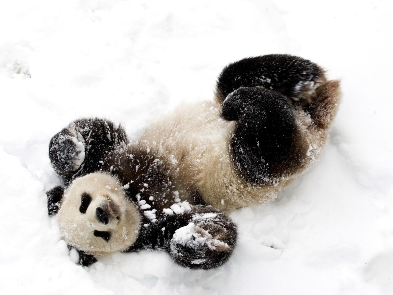 обои Панда в снегу фото