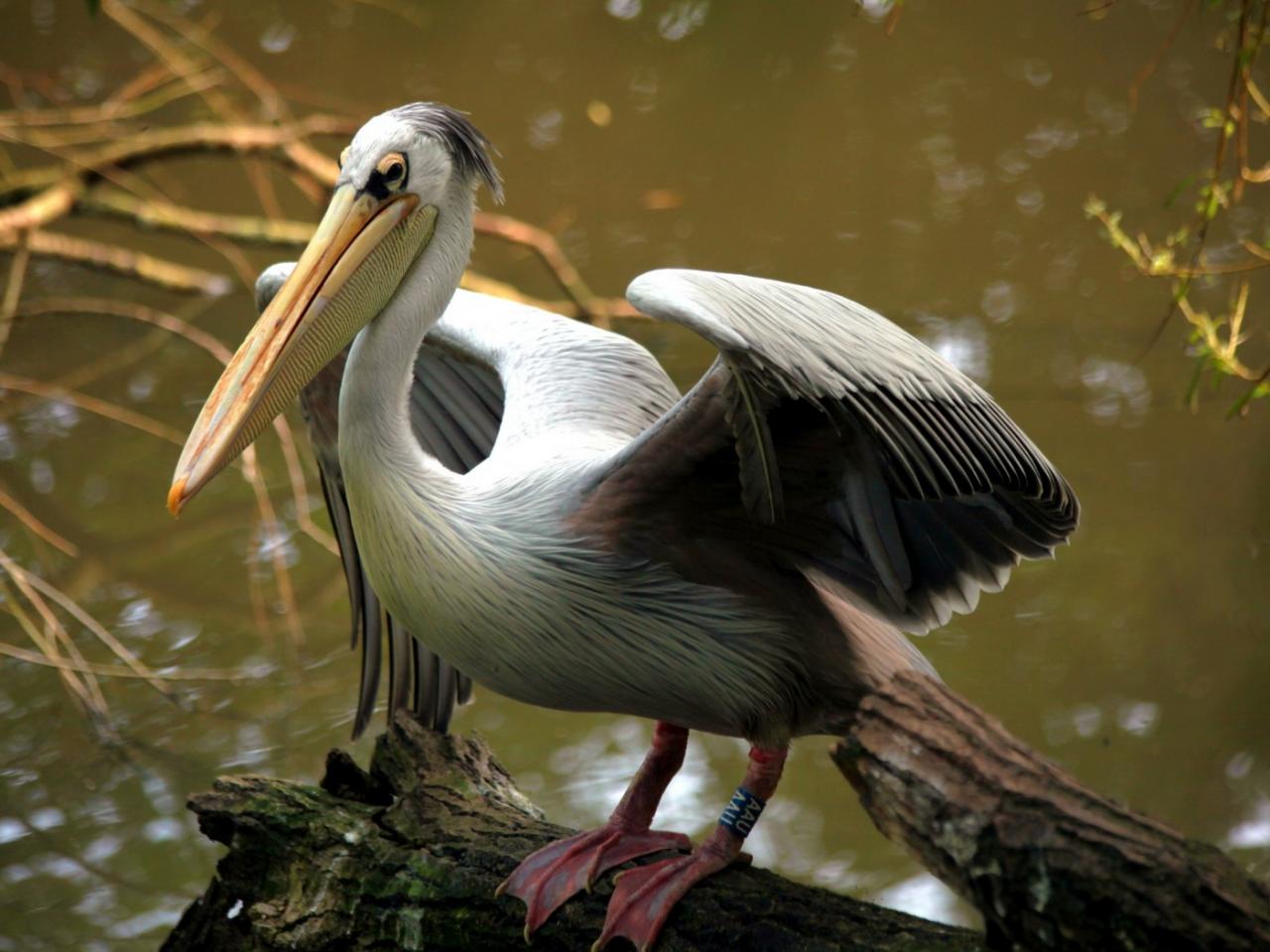 обои Пеликан у болота фото