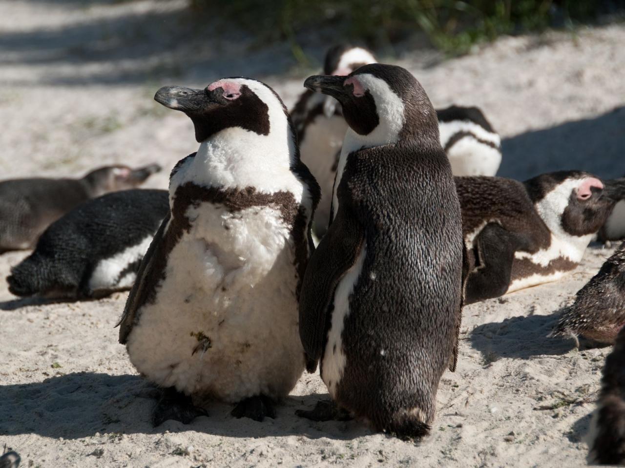 обои Пингвины нежатся на песке фото