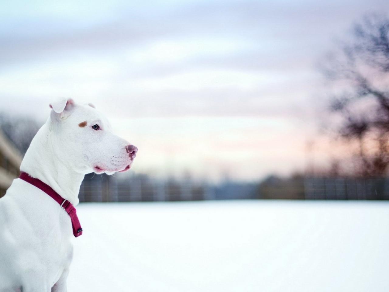 обои Красивый белый пес фото