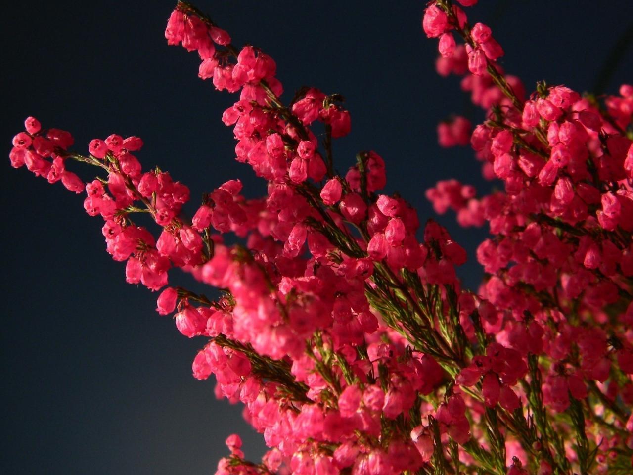 обои цветут веточки розовым фото