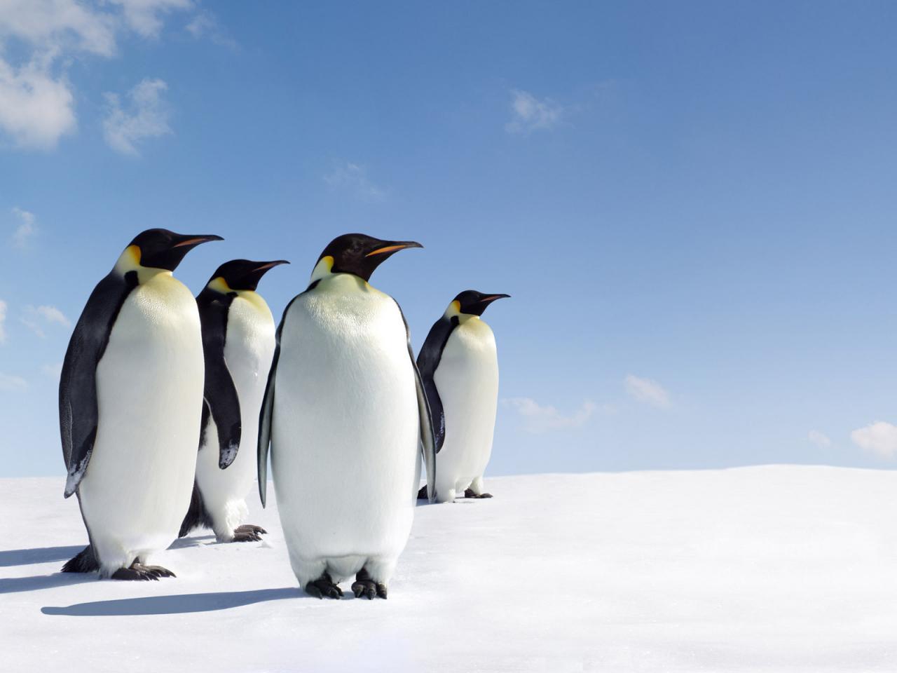обои Пингвины,   Антарктика фото