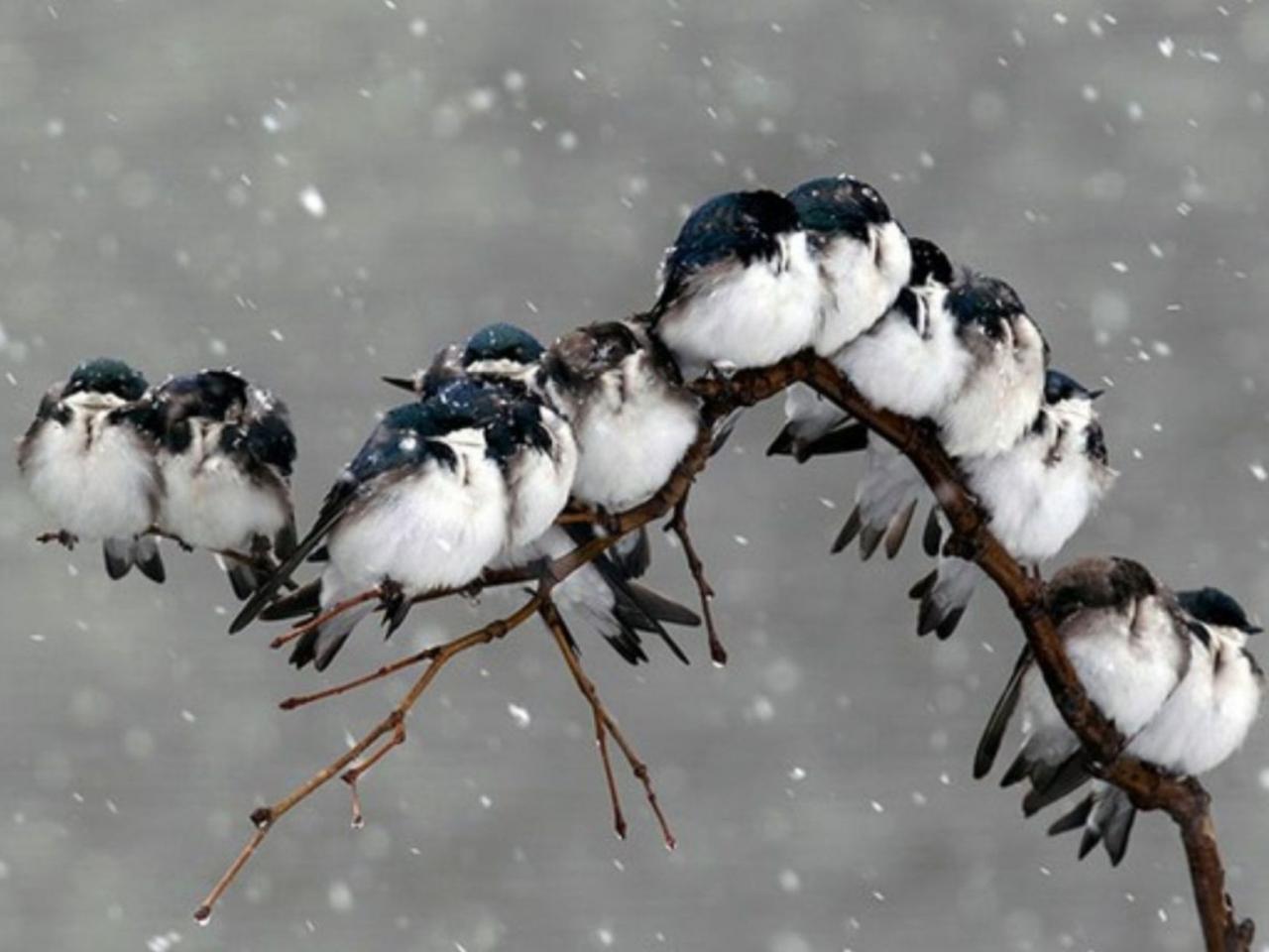 обои Птички и снег фото