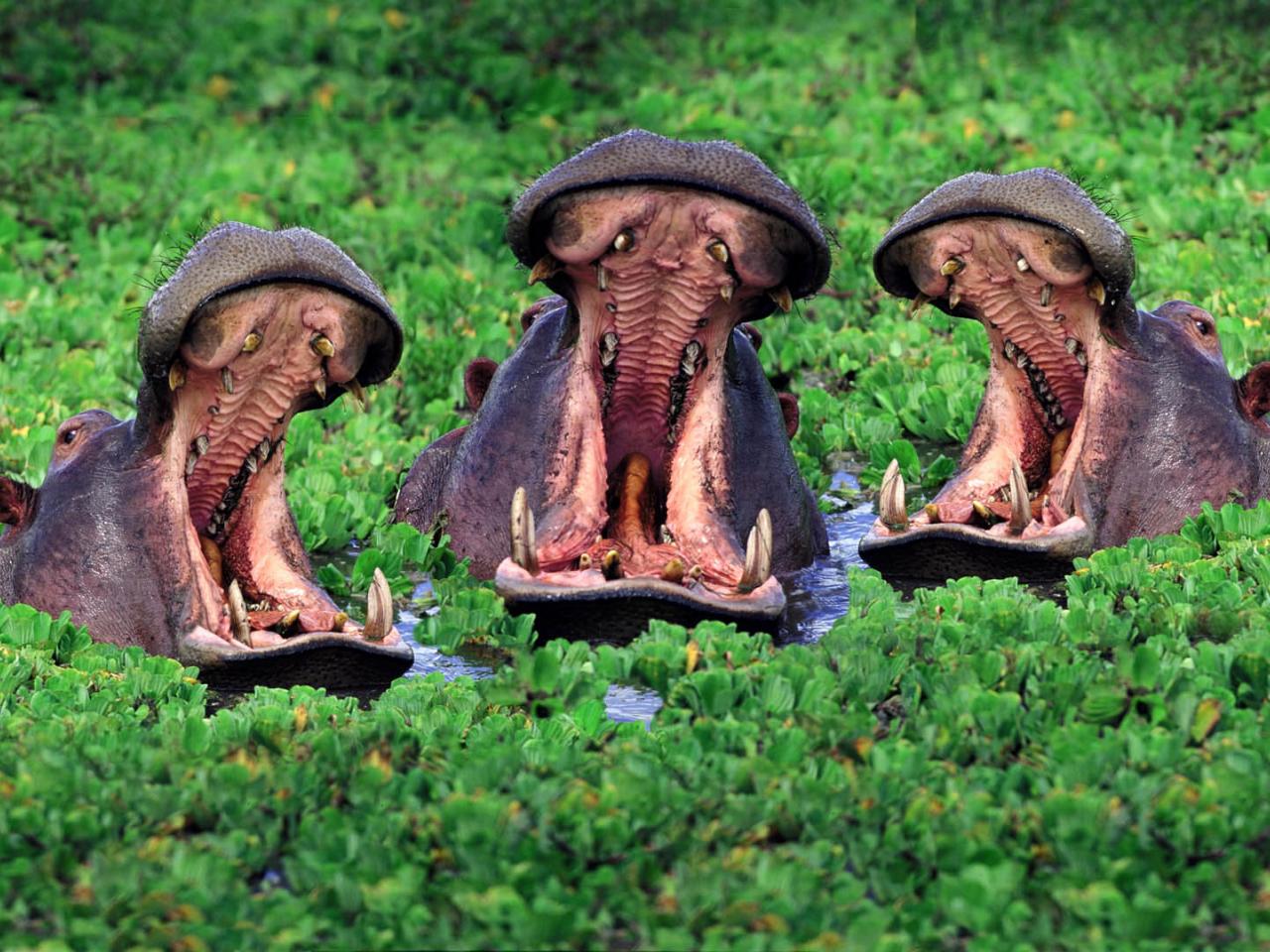 обои Три бегемота в болоте фото