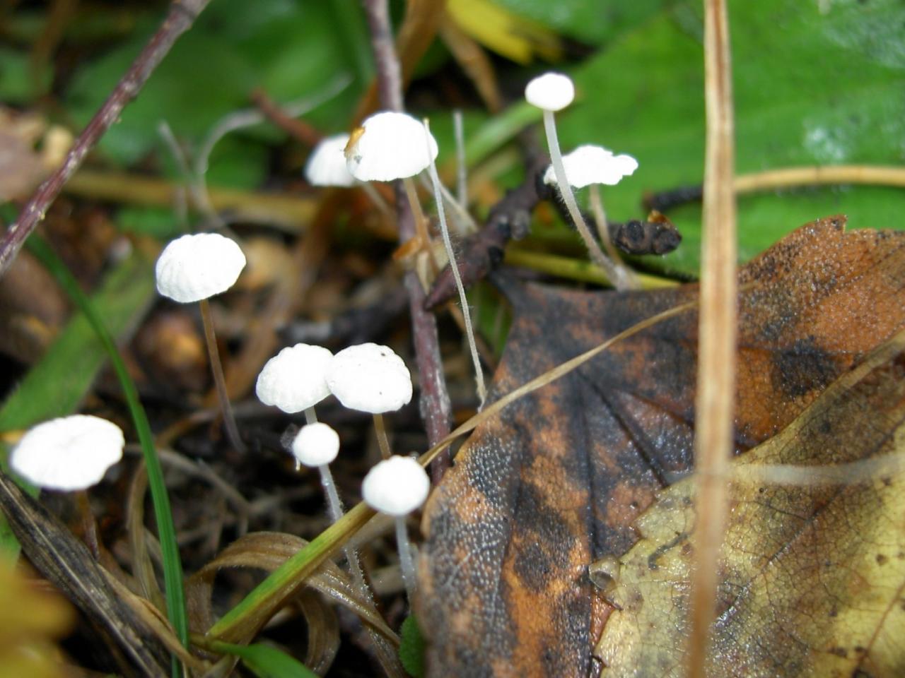 обои небольшие грибочки в листвe фото