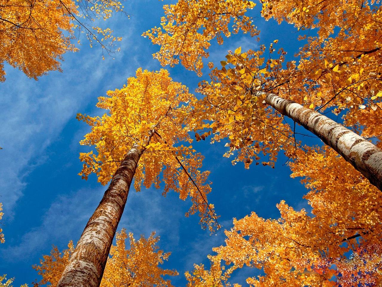 обои Желтые кроны осенних деревьев леса, на фоне голyбого неба фото