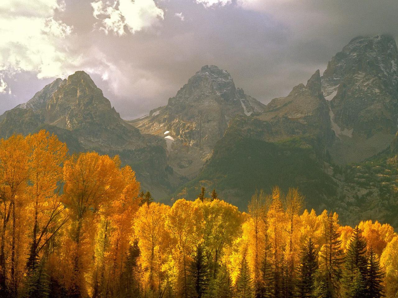 обои Желтые метелки деревьев возле гор фото
