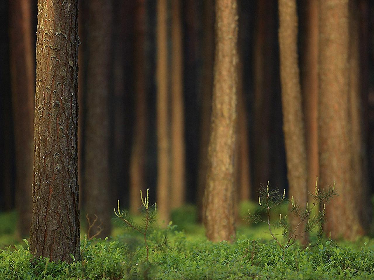 обои Стволы деревьев в лесy фото