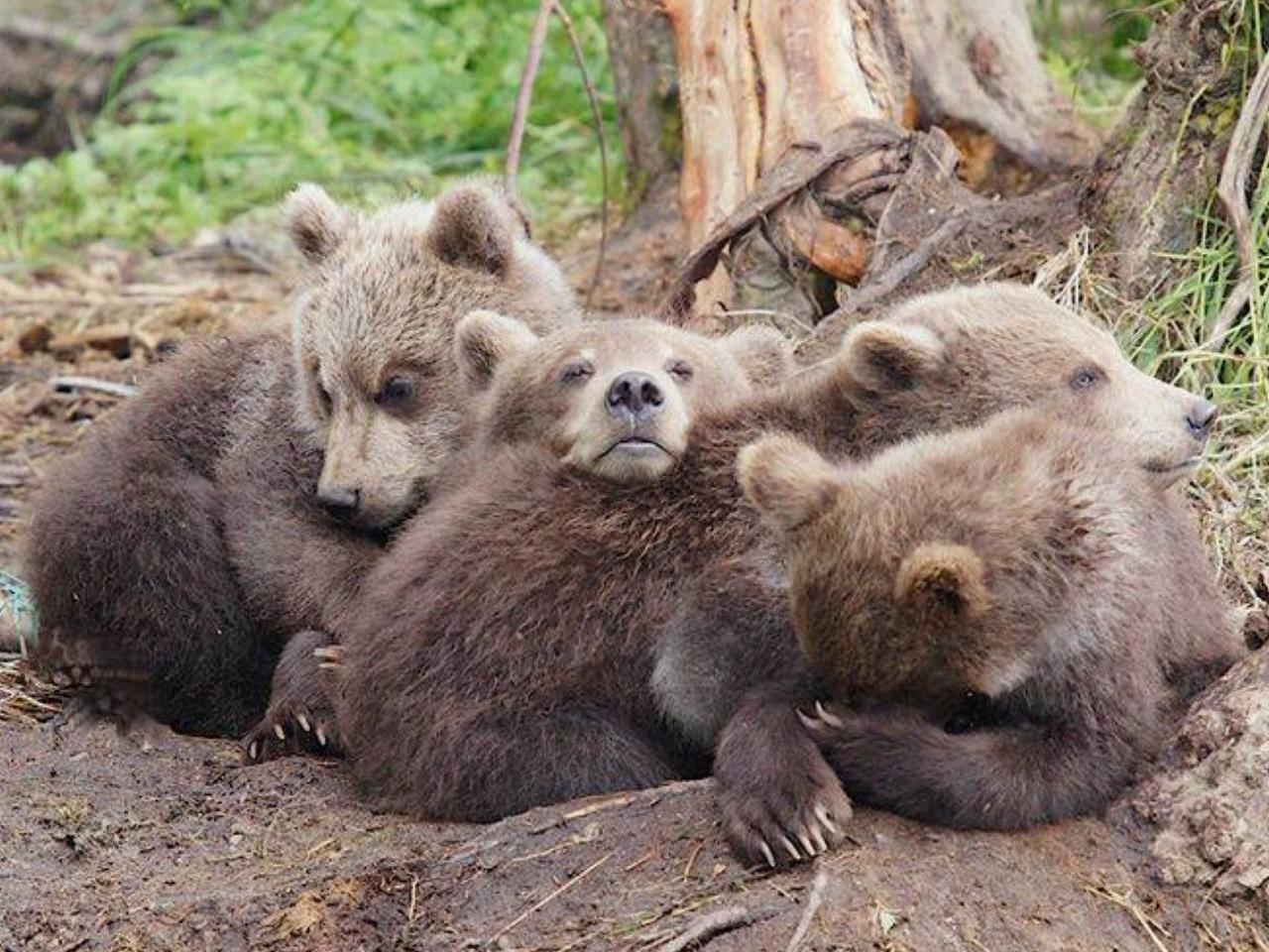 обои Четыре медвежонка фото