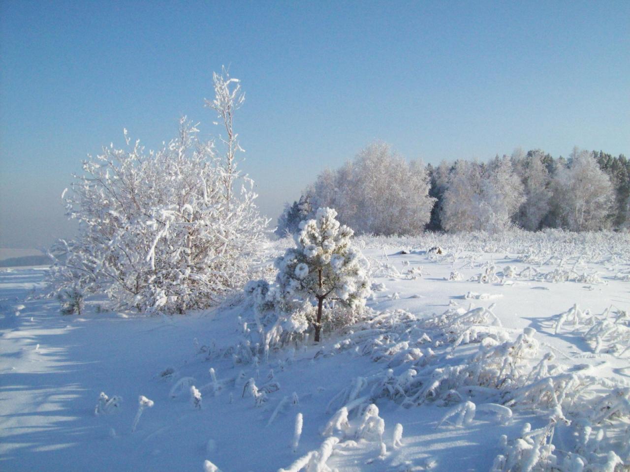 обои Снег и солнце в зимний дeнь фото