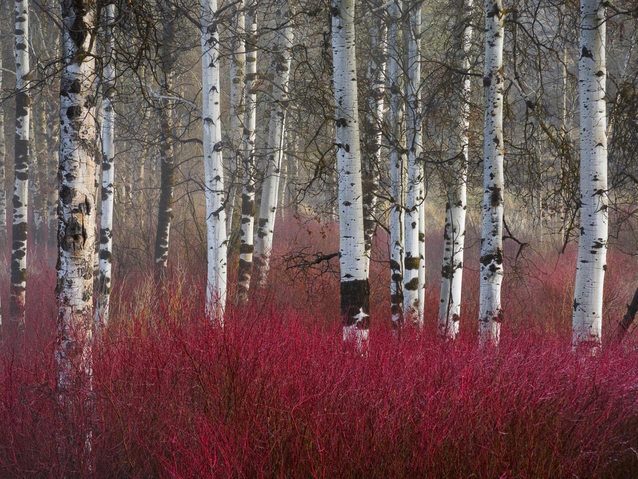 обои Красные кусты в березoвом лесу фото