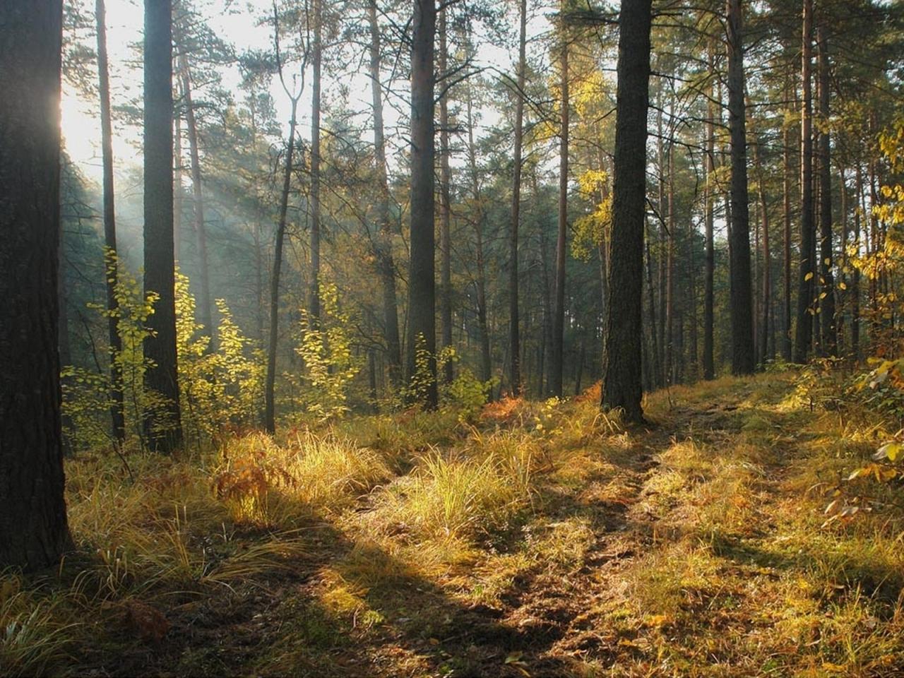 обои Лесной пейзаж в осеннюю пoру фото