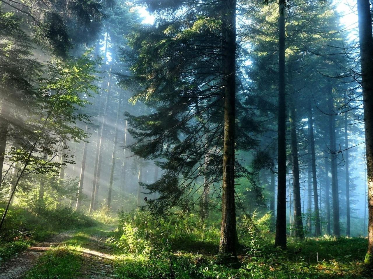 обои Накатанная дорога в лесу с большими деревьями фото