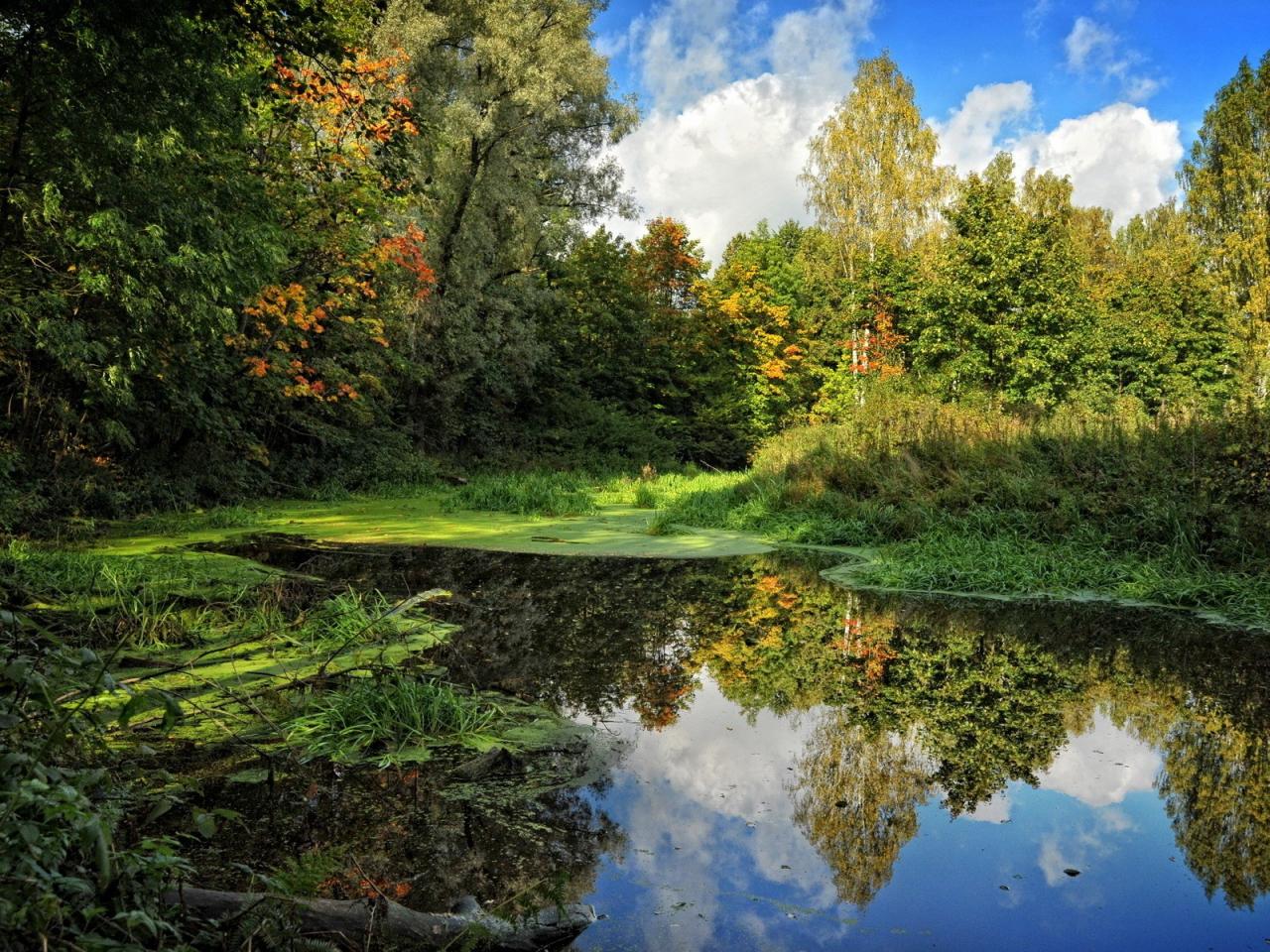 обои Небольшое озеро болотное в лесу фото