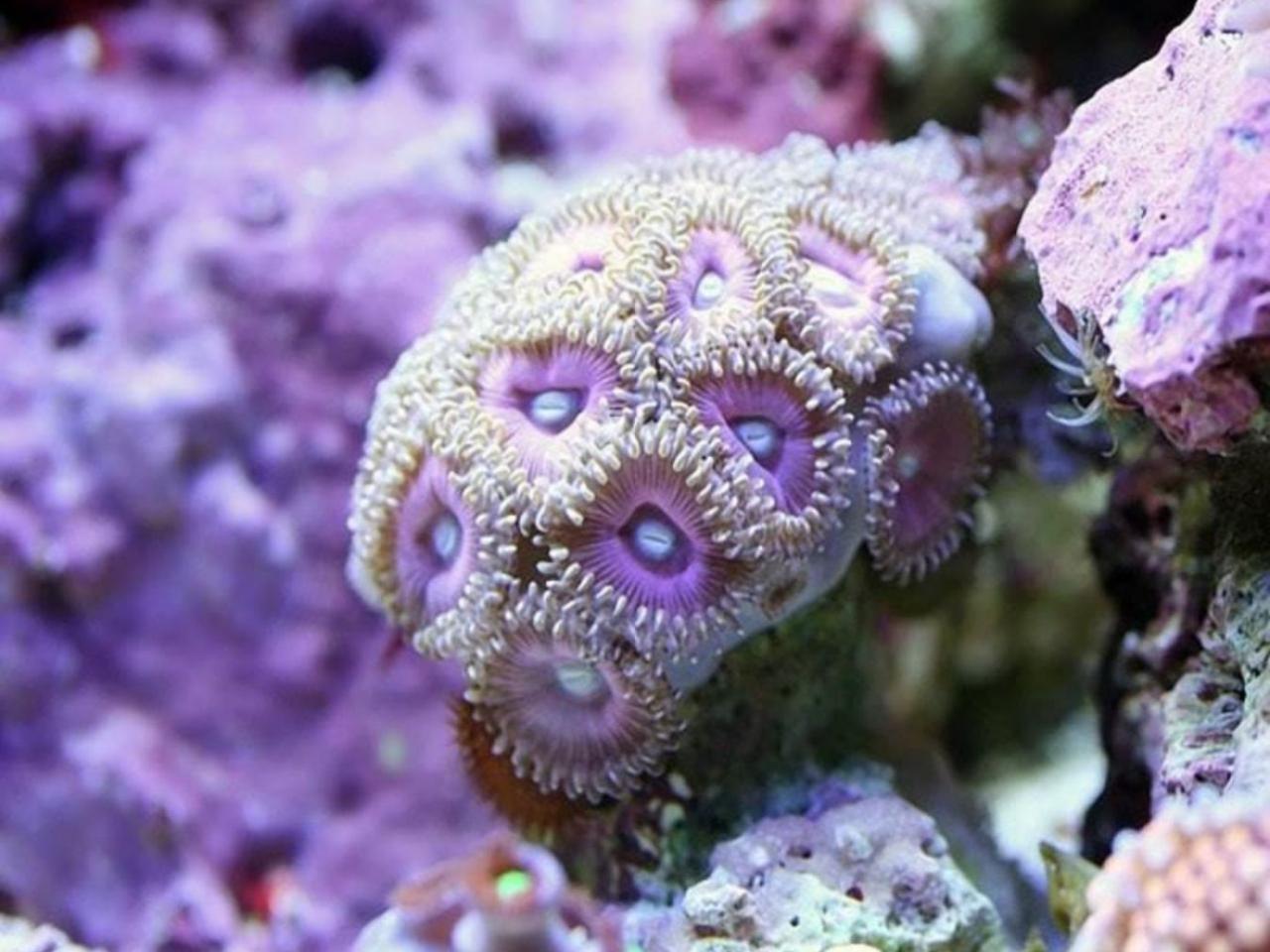 обои Сиреневые кораллы фото