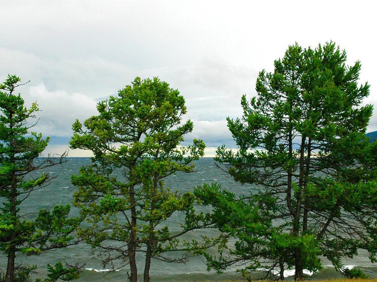 обои Деревья на берегу моpя фото