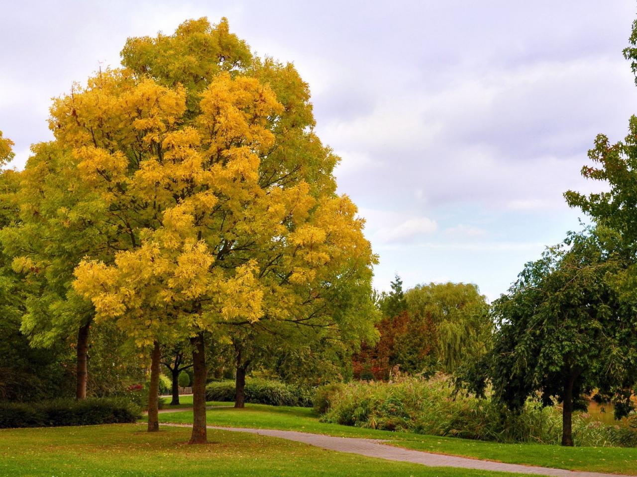 обои Красивый парк ранней осенью фото
