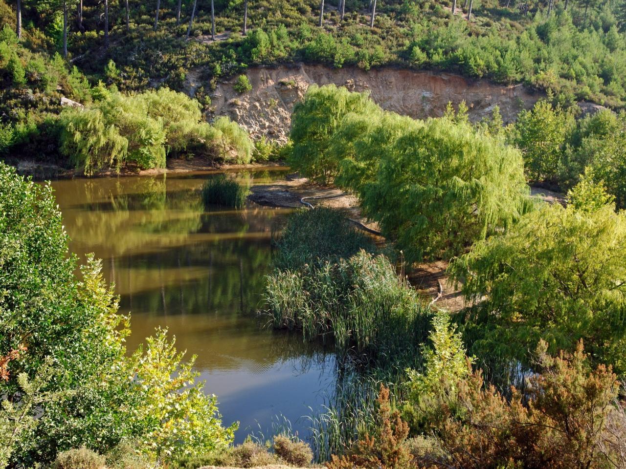 обои Зеленые ивы на гребле фото