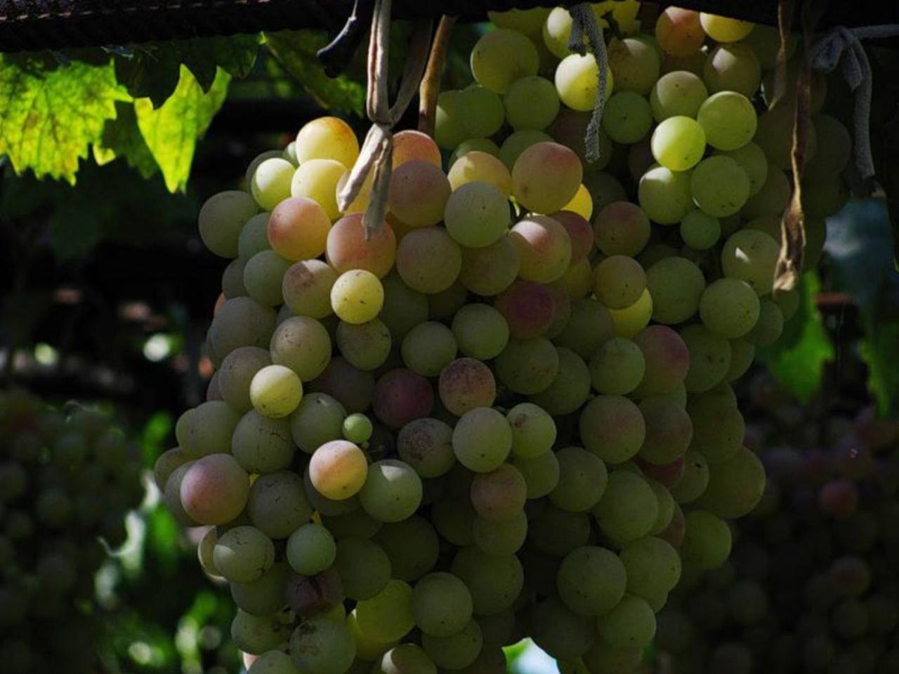 обои Крымский виноград фото