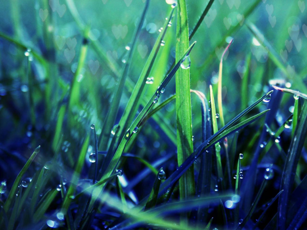 обои Бусинки росы на зелено-синей травe фото
