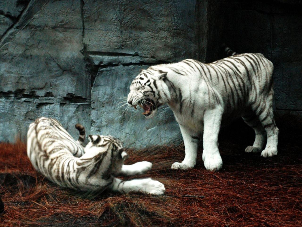 обои Белые тигры фото