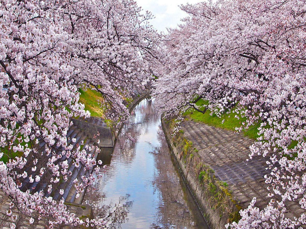 обои Сиреневая весенняя сакура над городским прудом фото