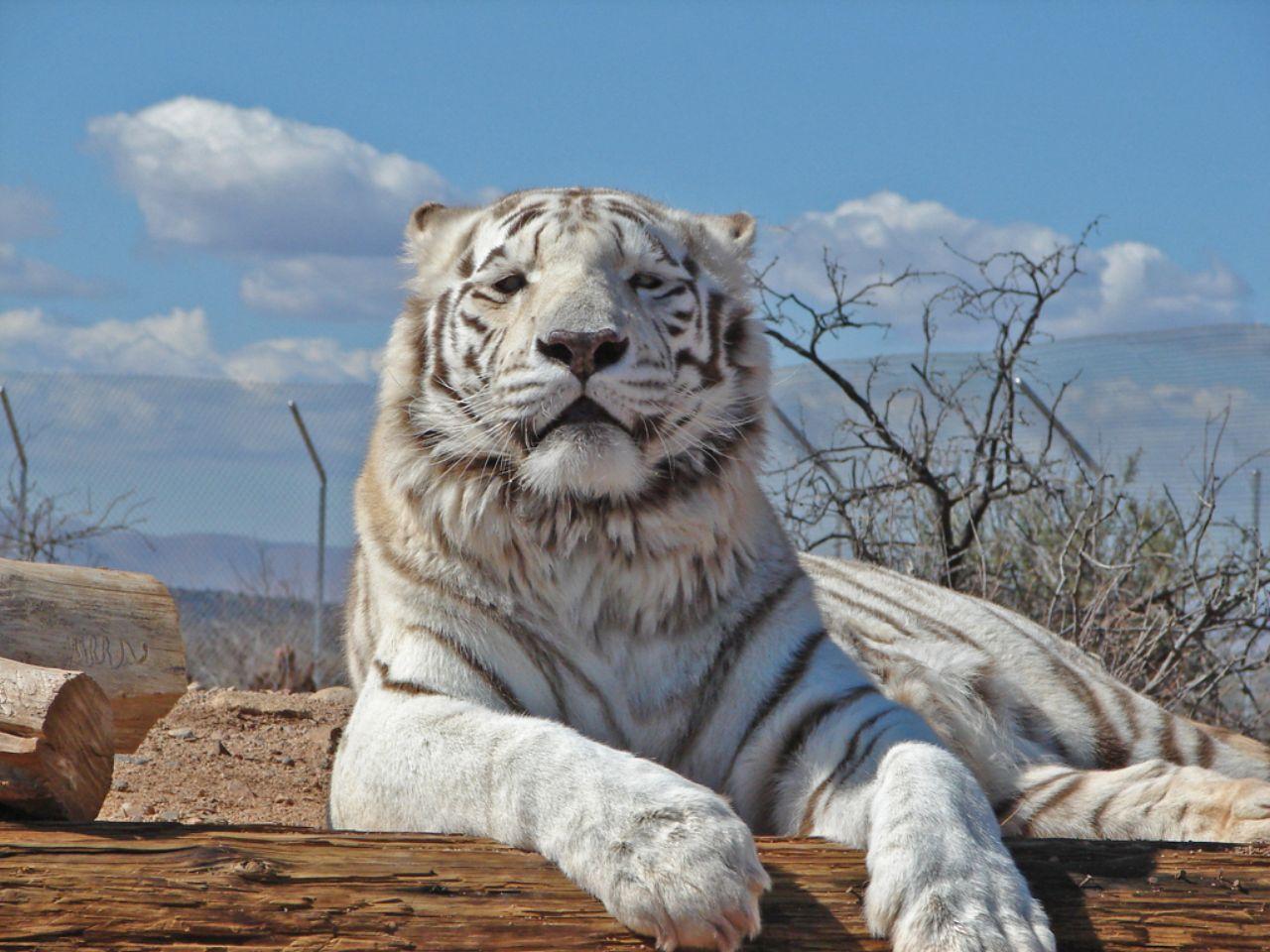 обои Гордая поза белого тигра фото