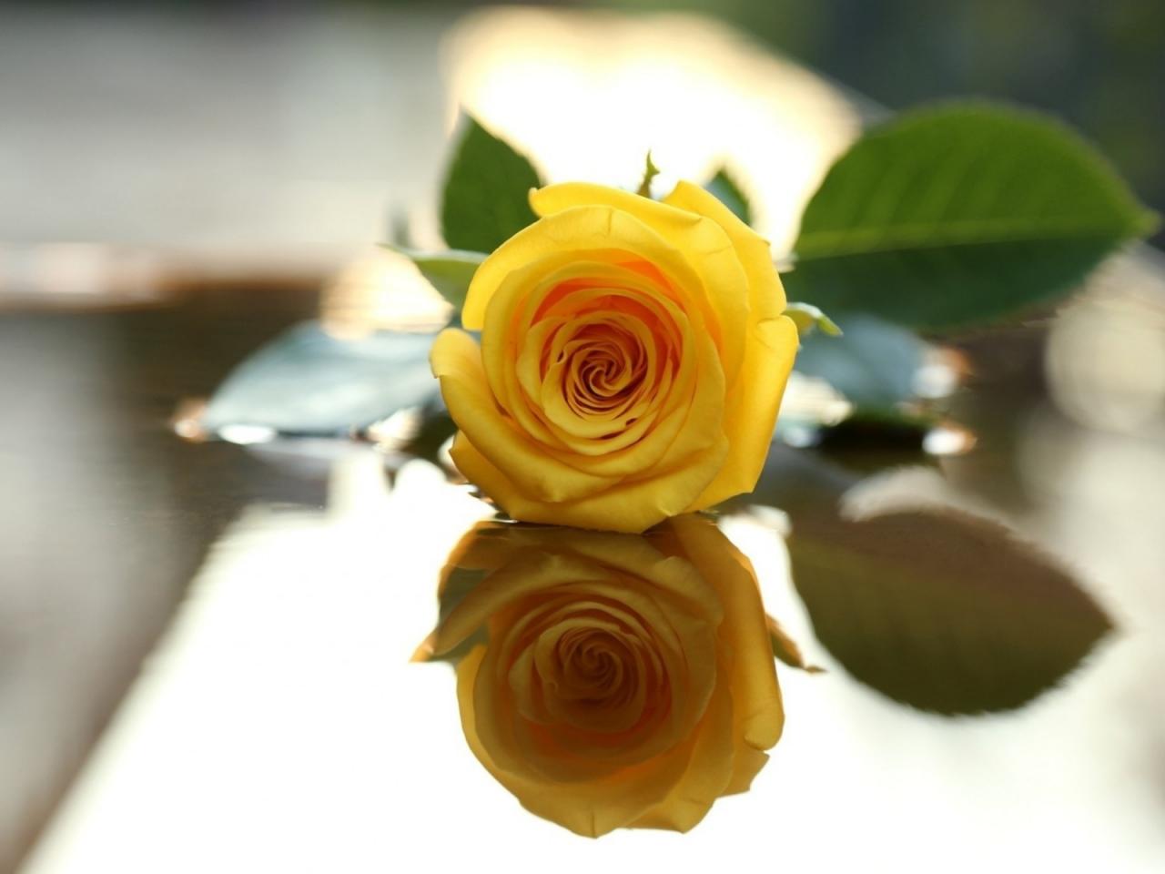 обои Желтая роза в отражении фото