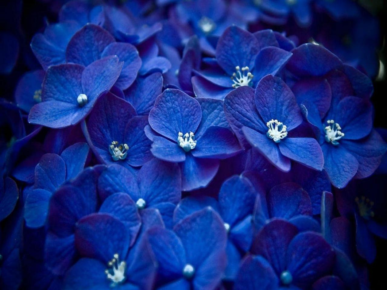 обои Маленькие синие цветочки фото