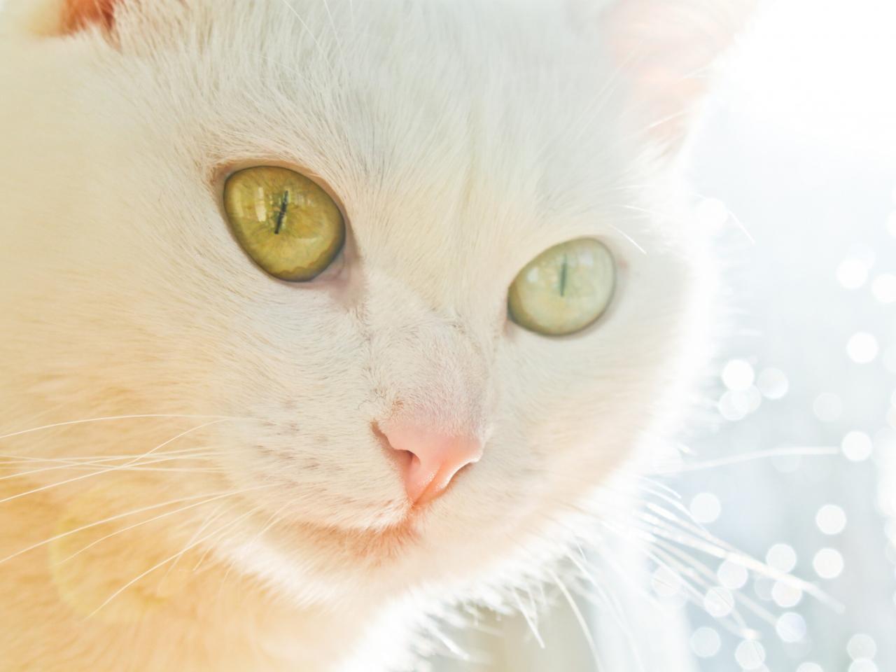 обои Белая кошка с янтарными глазами фото