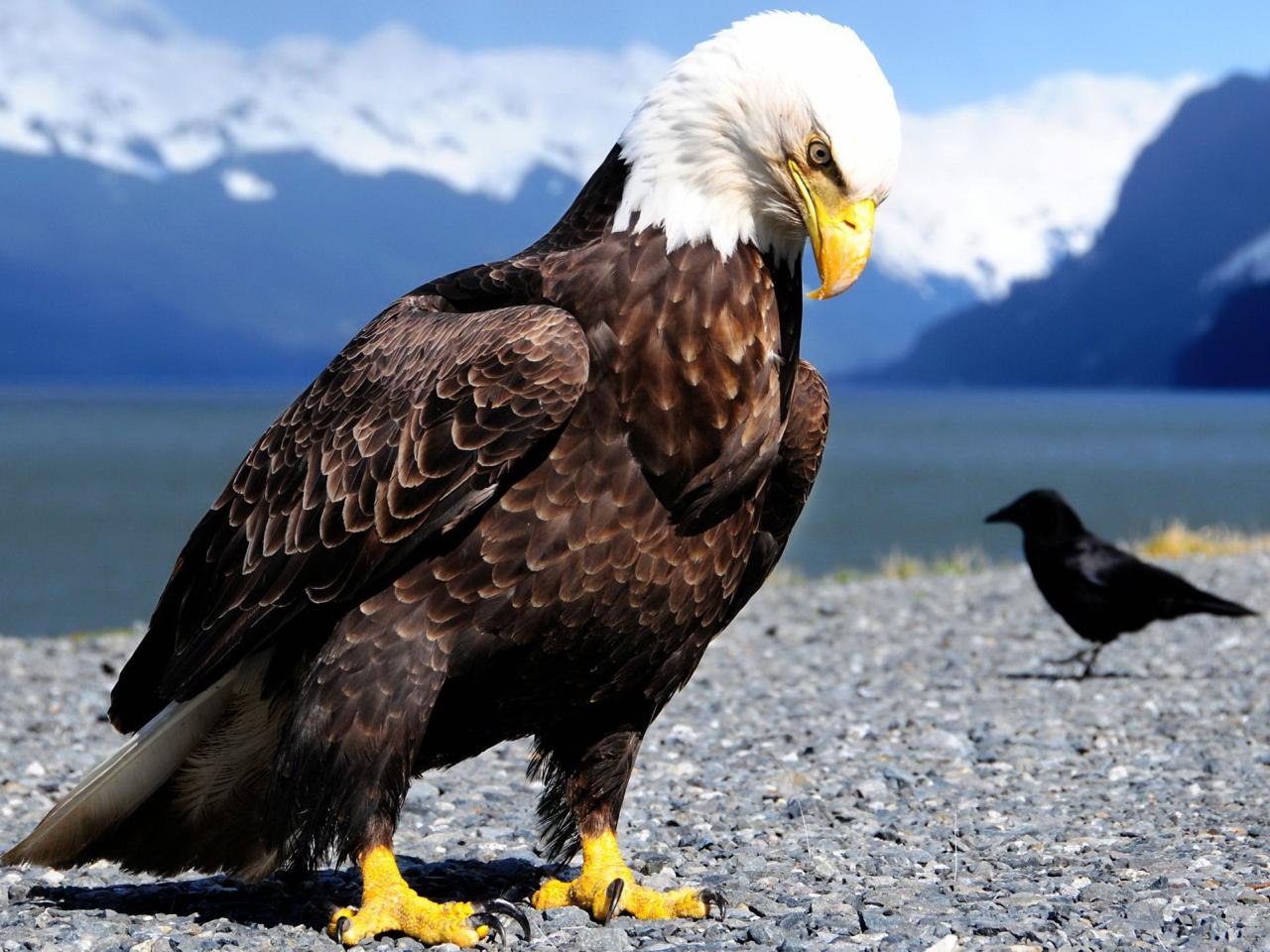 обои Огромный орел на берегу озера фото