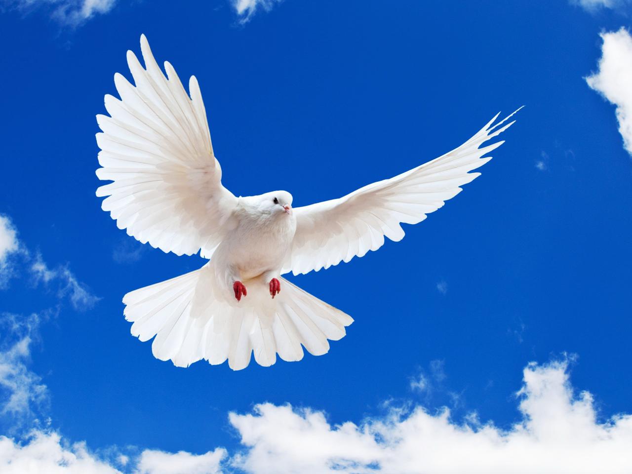 обои Белый символ мира в небе фото