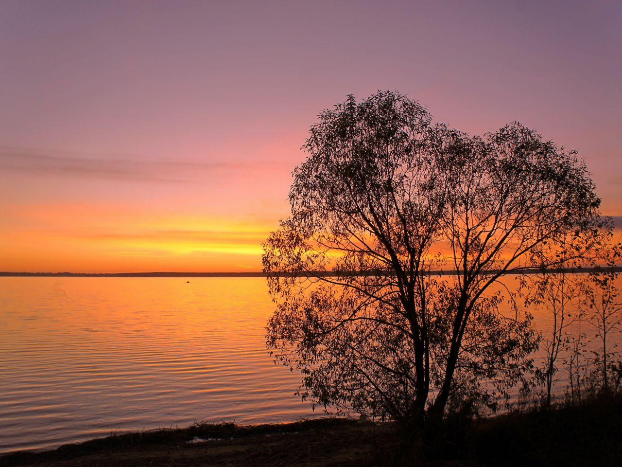 обои Весеннее дерево у озера, в ожидании солнца фото