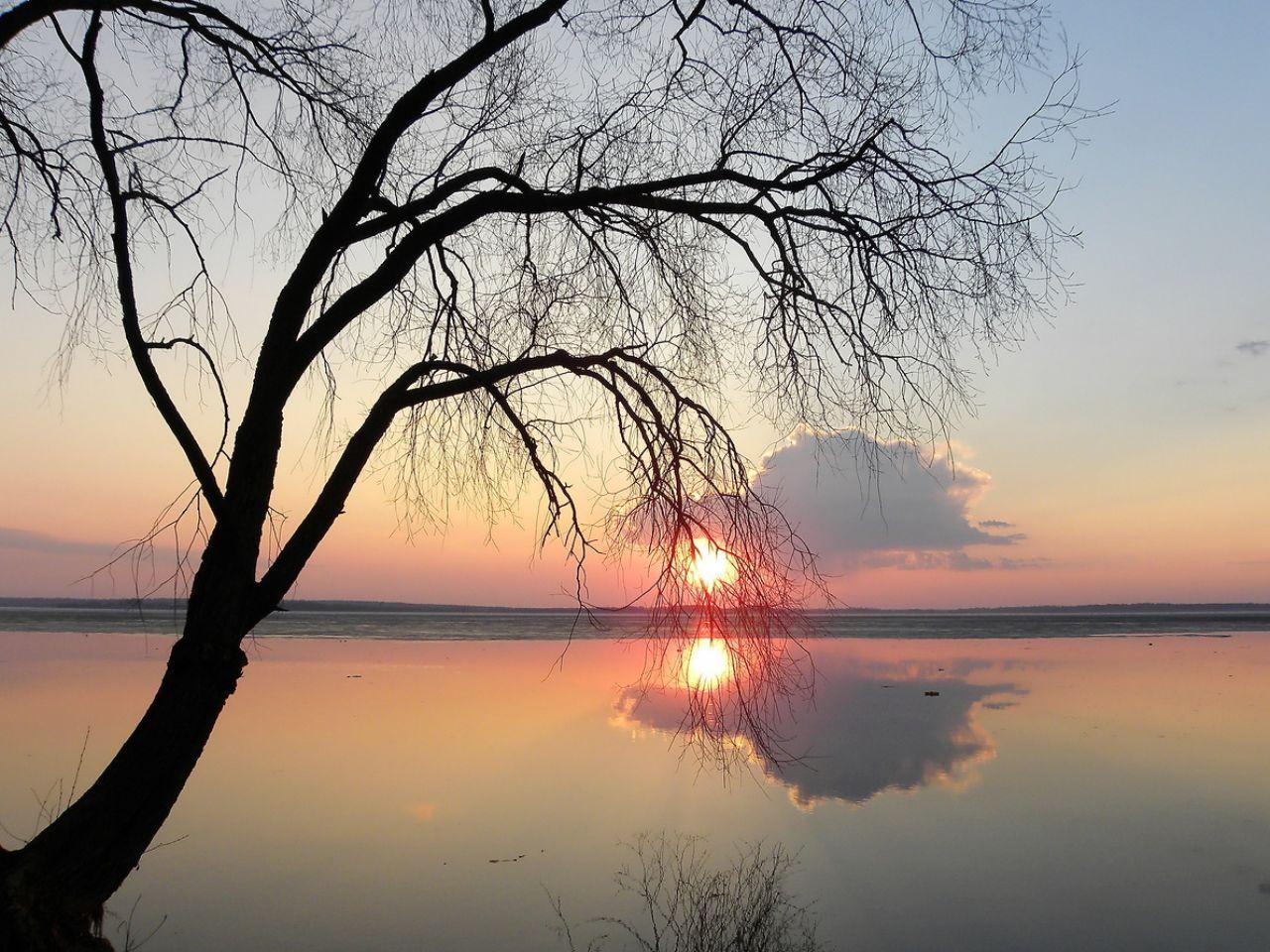 обои Весеннее дерево, у зеркальной глади воды на закате фото