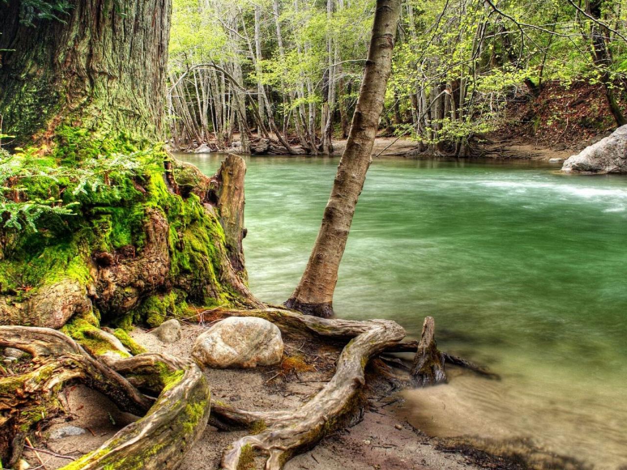 обои Деревья у воды рeки фото