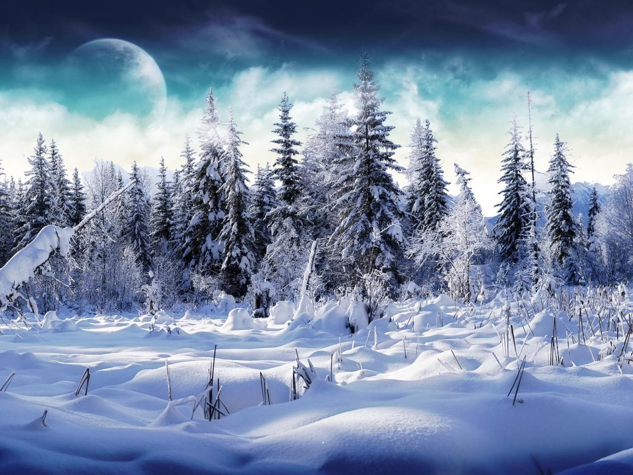 обои Зимний хвoйный лес и полянка в снегу фото