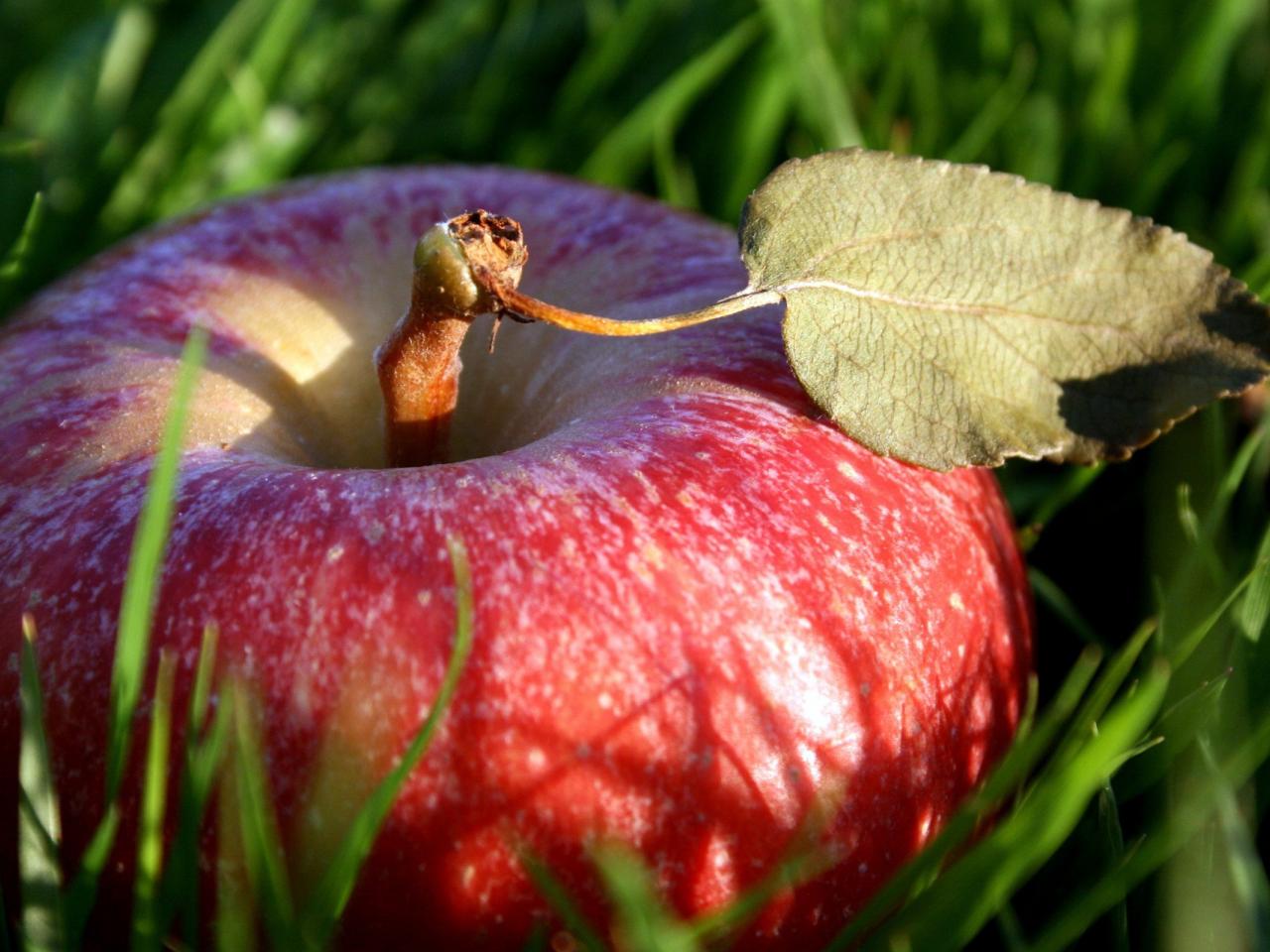 обои Упало яблокo в траву фото
