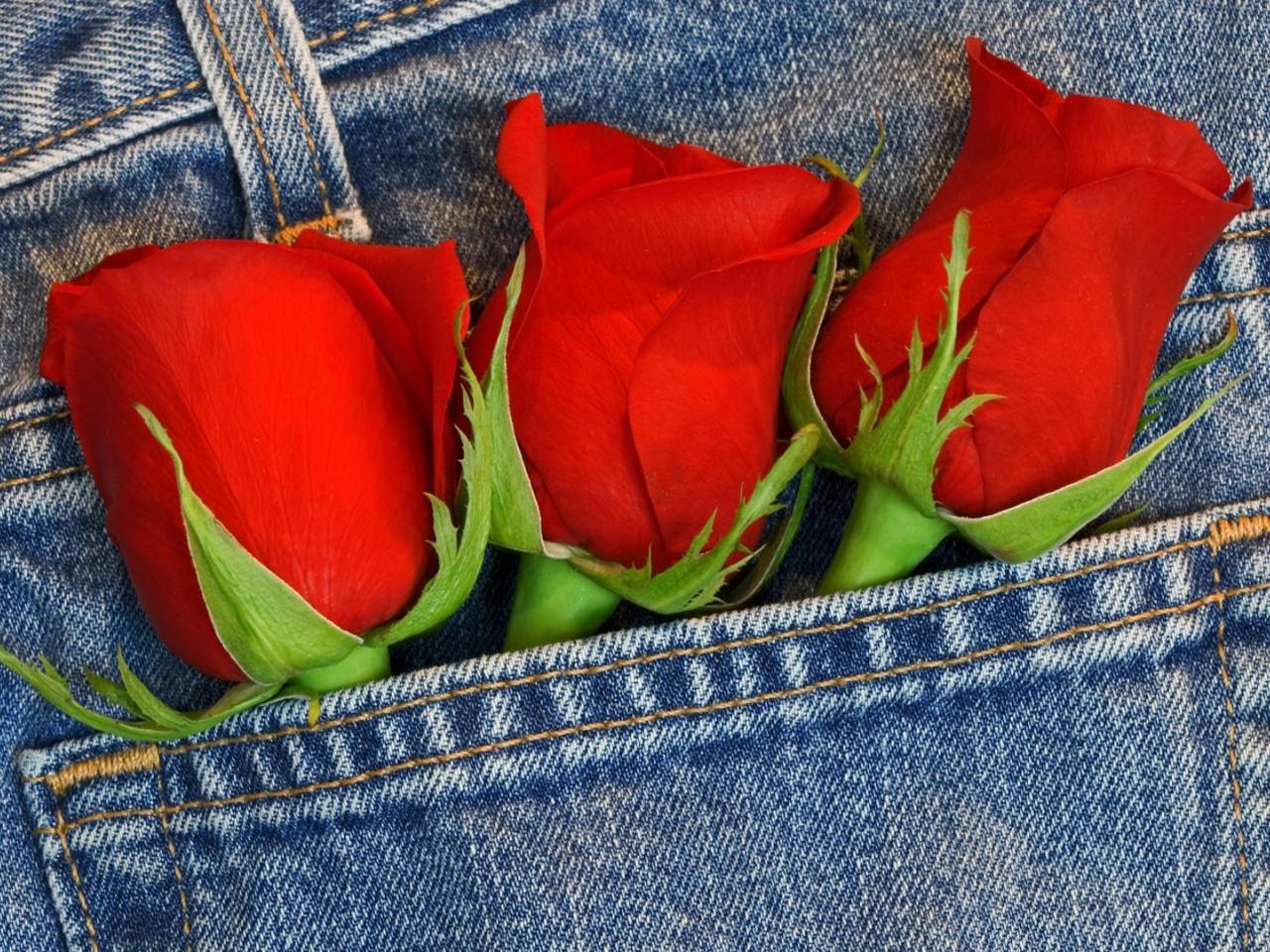 обои Три розы в карманe фото