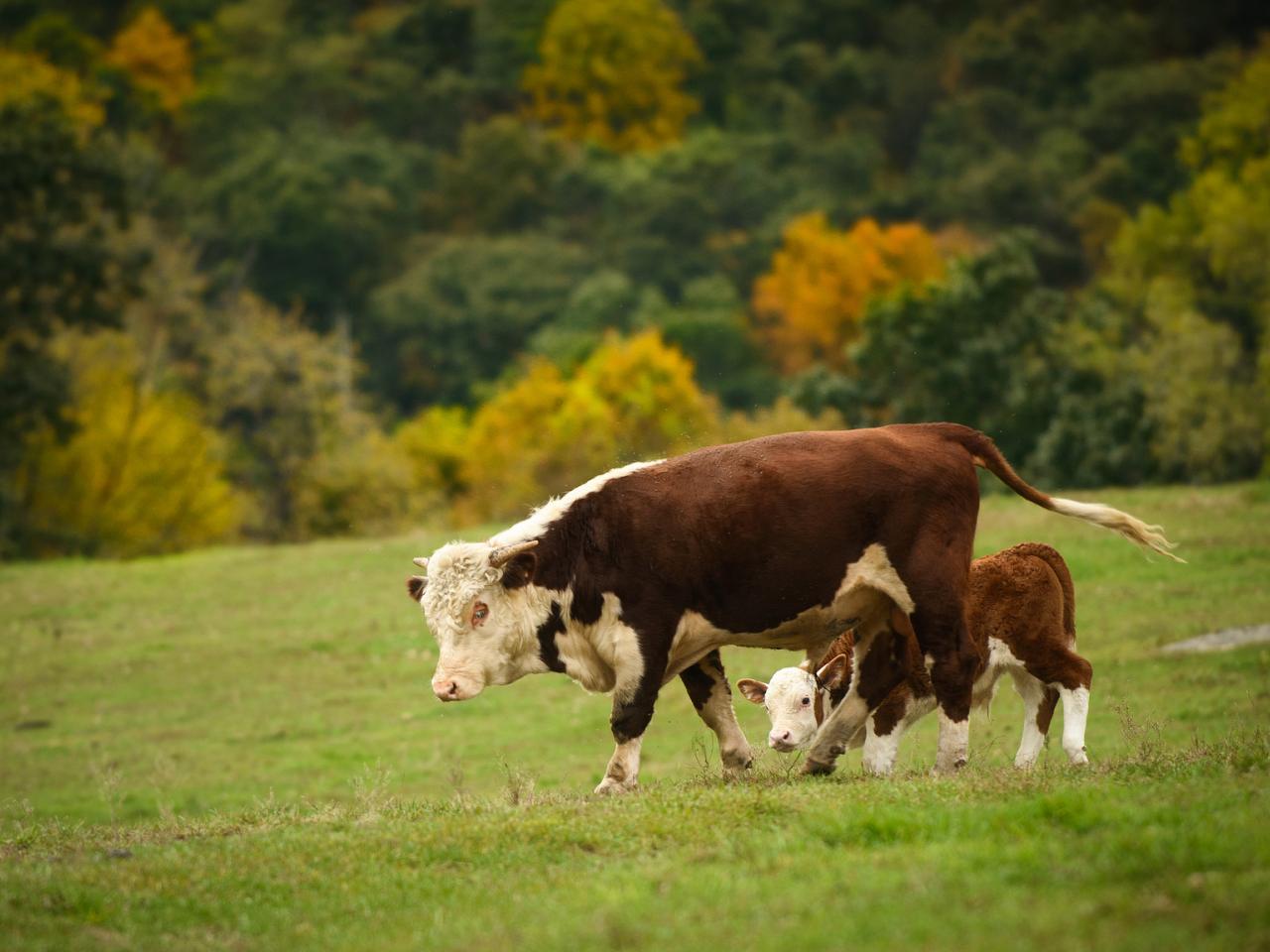 обои Корова с теленком на лужайке фото