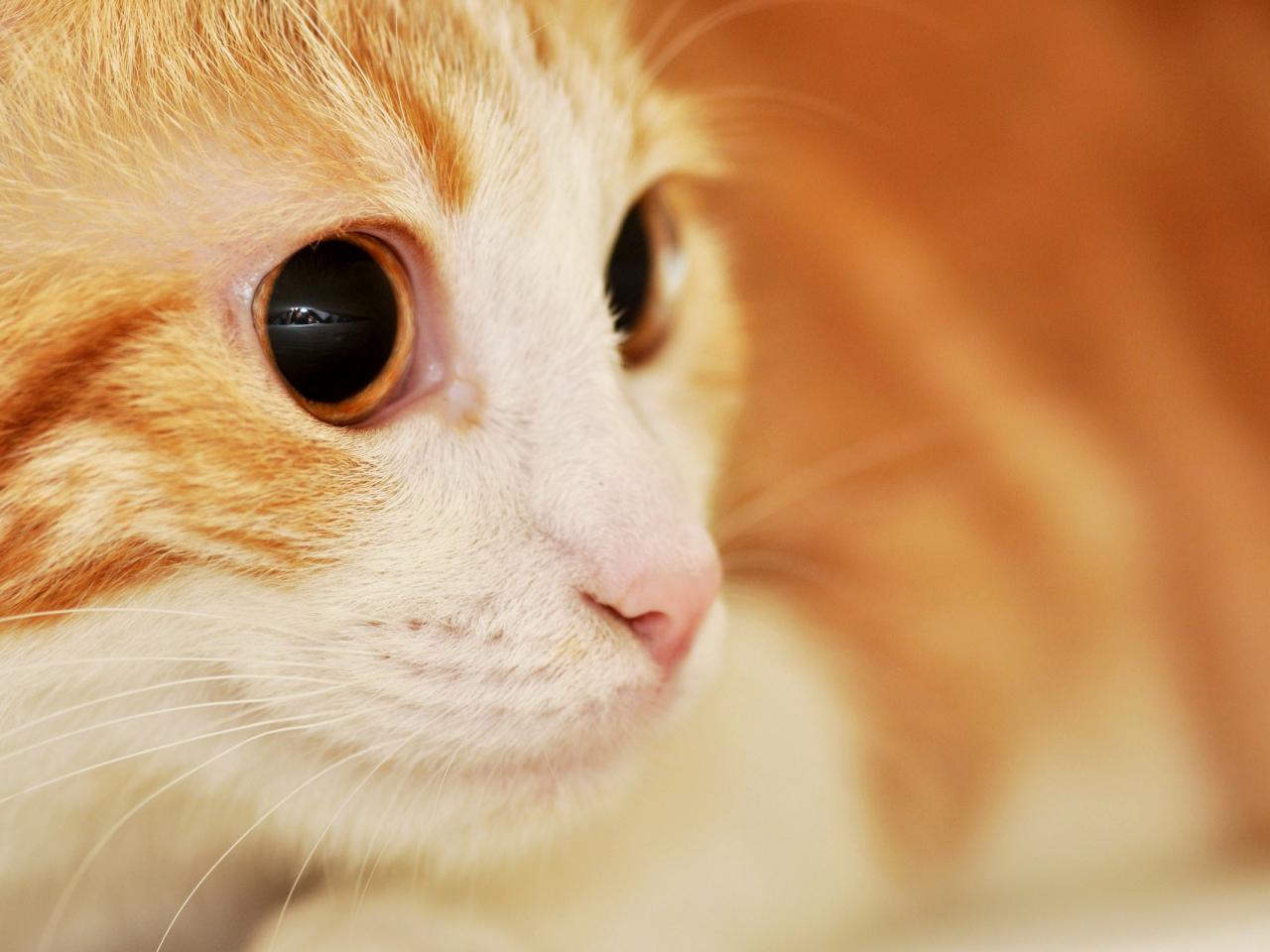обои Мордoчка кошки с большими глазами фото