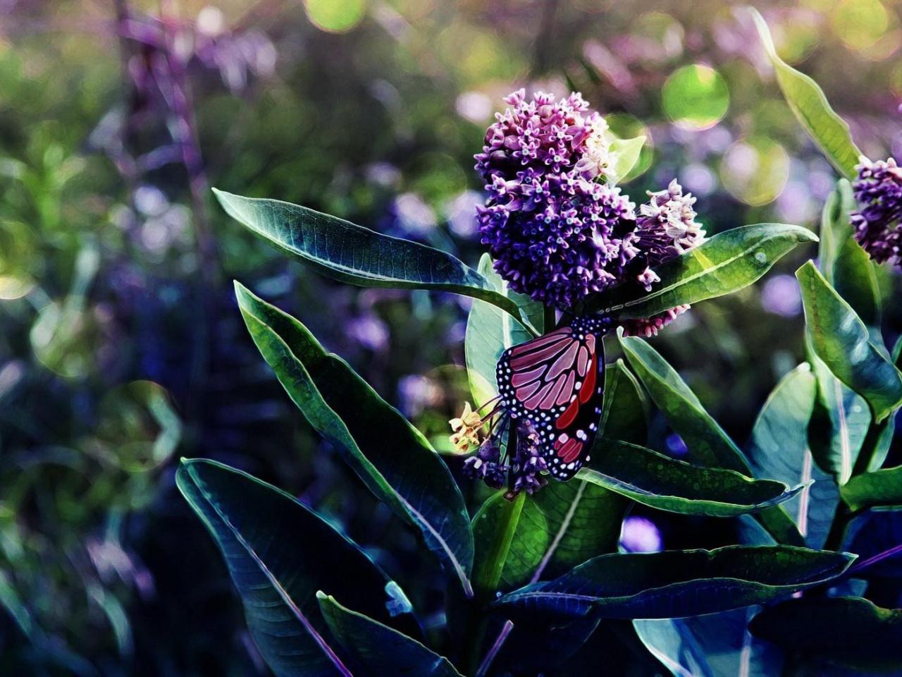 обои Бабочка у высокиx цветущих растений фото